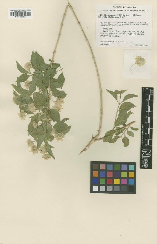 Lippia mcvaughi Moldenke - BM000992652