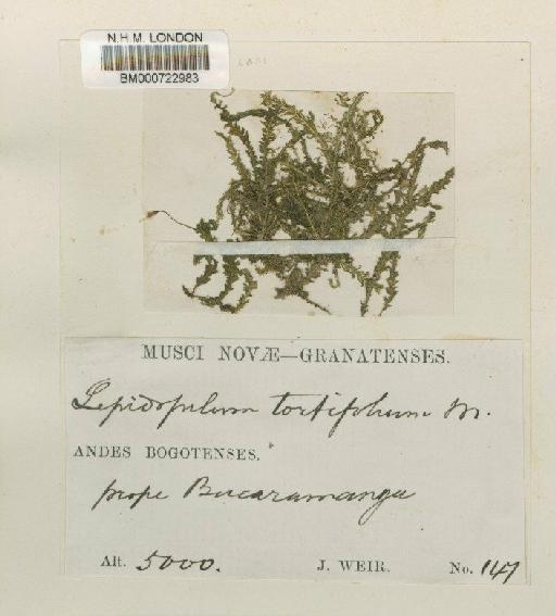 Lepidopilum tortifolium Mitt. - BM000722983