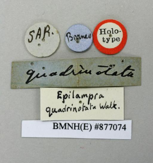 Epilampra quadrinotata Walker, 1868 - Epilampra quadrinotata Walker, F, 1868, female, holotype, labels. Photographer: Aging Wang. BMNH(E)#877074