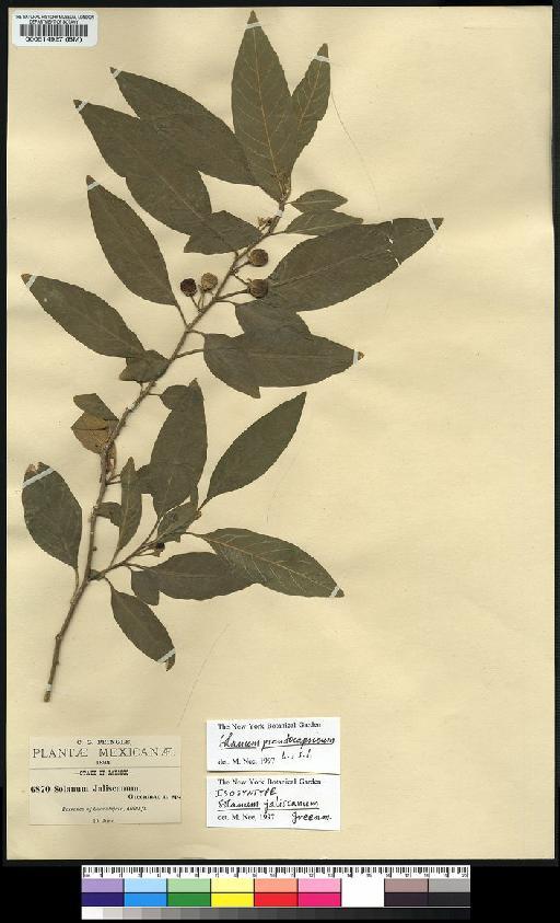 Solanum pseudocapsicum L. - Spruce - BM000514927