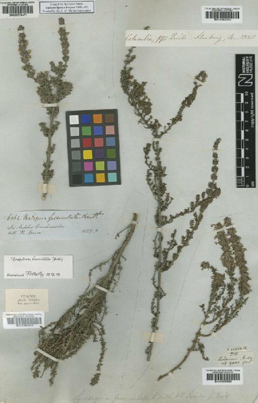 Clinopodium fasciculatum (Benth.) Govaerts - BM000992953