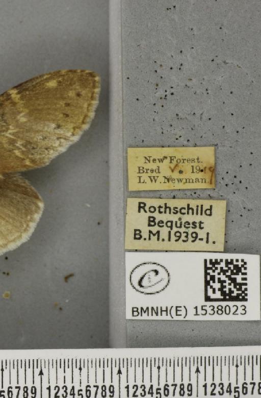 Stauropus fagi fagi (Linnaeus, 1758) - BMNHE_1538023_label_242634