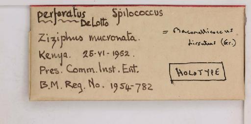 Spilococcus perforatus De Lotto, 1954 - 010715116_additional