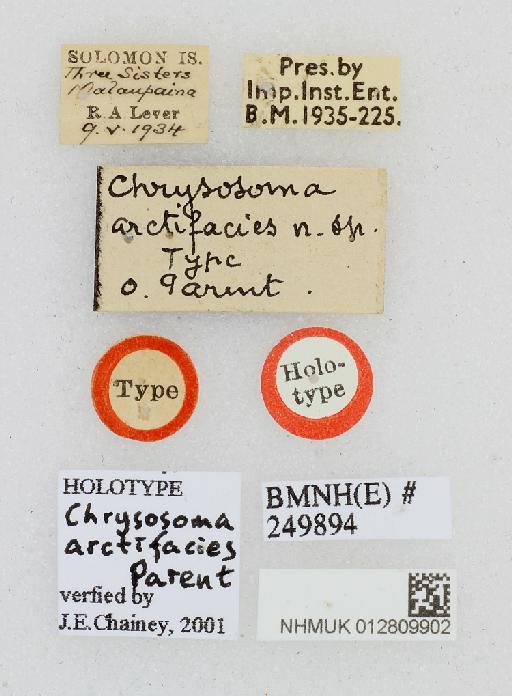 Chrysosoma arctifacies Parent, 1935 - 012809902-Chrysosoma_arctifacies-labels