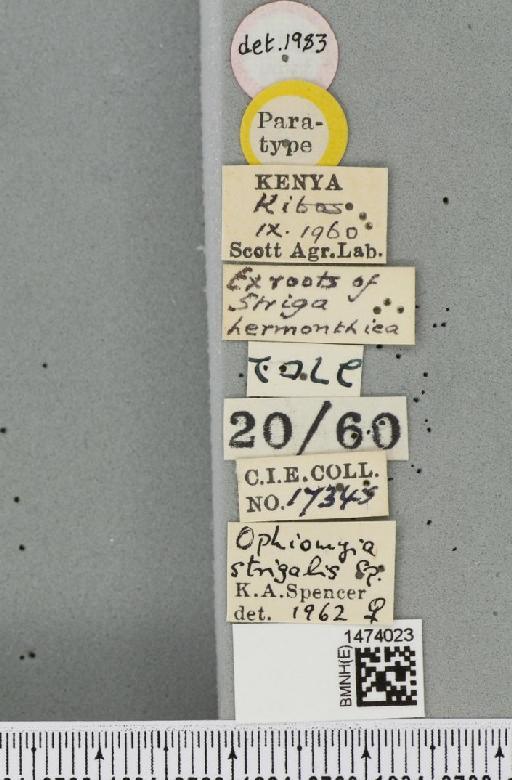 Ophiomyia strigalis Spencer, 1963 - BMNHE_1474023_a_label_48206