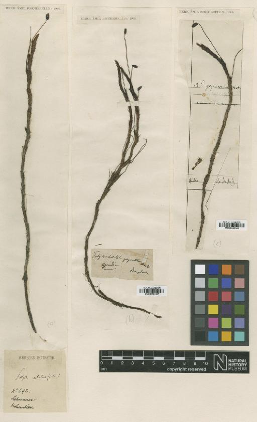 Polytrichadelphus giganteus (Hook.) Mitt. - BM000960565_a