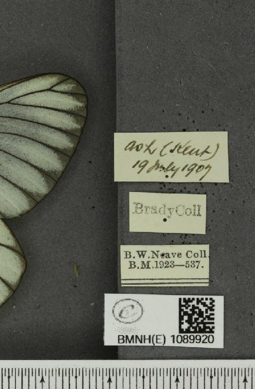 Aporia crataegi (Linnaeus, 1758) - BMNHE_1089920_label_69702