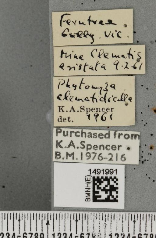 Phytomyza clematidicolla Spencer, 1963 - BMNHE_1491991_label_53691