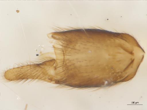 Dynatosoma cochleare Strobl, 1895 - 010626412_Dynatosoma_cohleare_MG_v