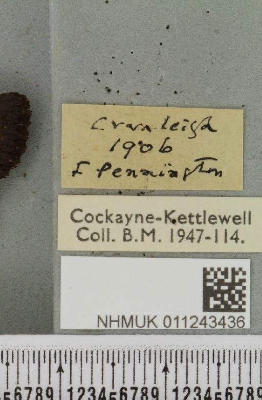 Aporophyla nigra (Haworth, 1809) - NHMUK_011243436_label_644560
