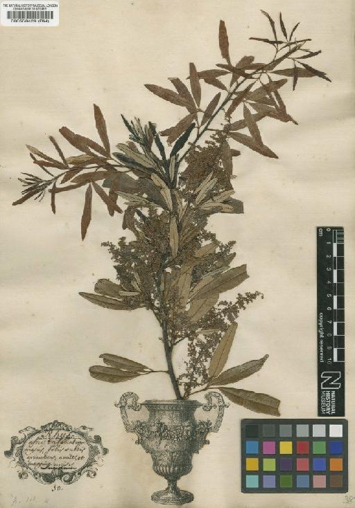 Rhus angustifolium L. - BM000558429