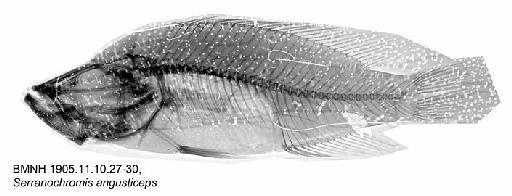 Serranochromis angusticeps (Boulenger, 1907) - BMNH 1905.11.10.27-30, Serranochromis angusticeps, Radiograph