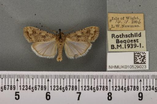 Spodoptera exigua ab. variegata Dannehl, 1929 - NHMUK_010529023_582960