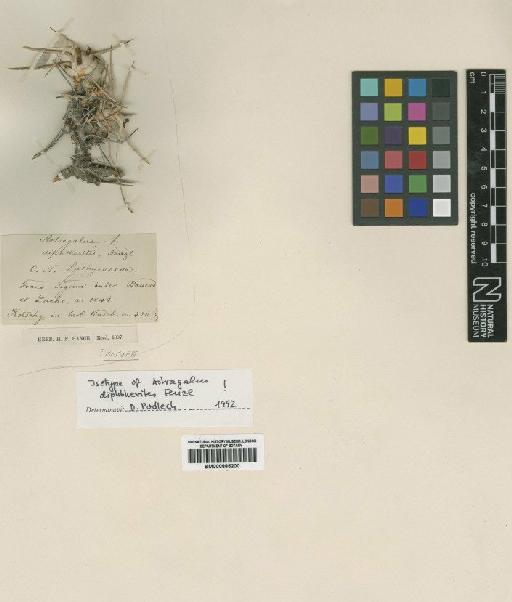 Astragalus diphtheritis Fenzl - BM000885200