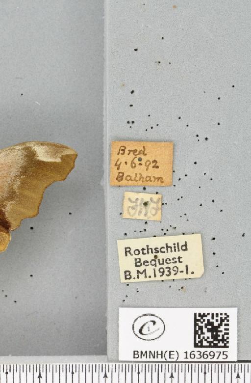 Mimas tiliae (Linnaeus, 1758) - BMNHE_1636975_label_204270
