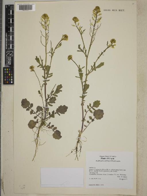 Barbarea orthoceras Ledeb - BM001255376