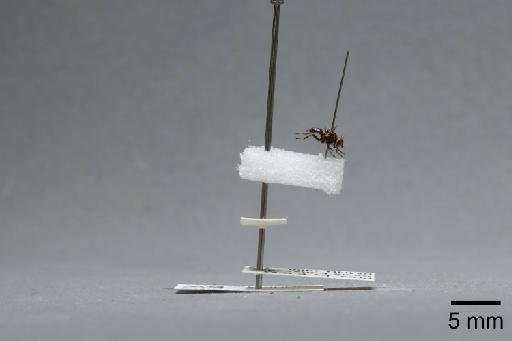 Herina frondescentiae (Linnaeus, 1758) - 015046477_lateral