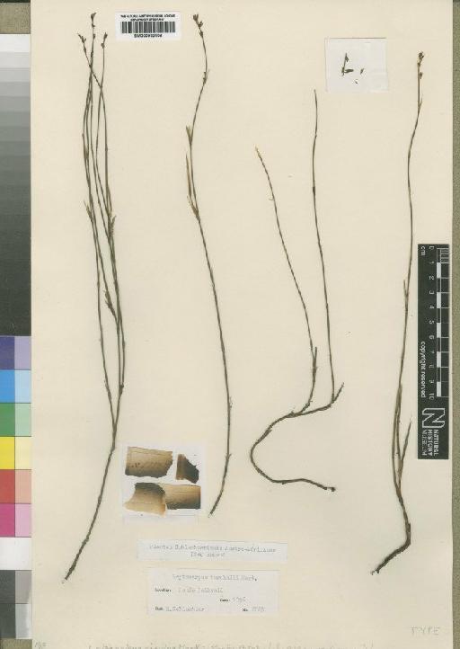 Calopsis rigida (Mast.) H.P.Linder - BM000922408