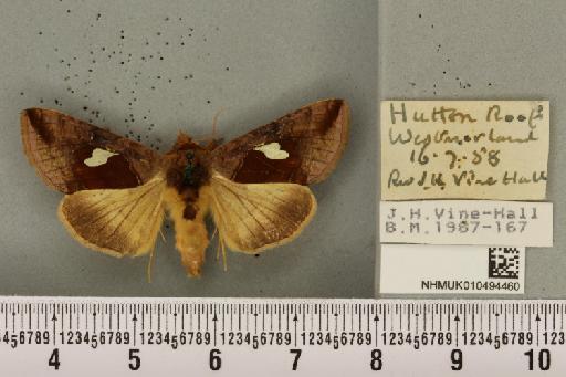 Autographa bractea ab. bracteana Strand, 1916 - NHMUK_010494460_550114