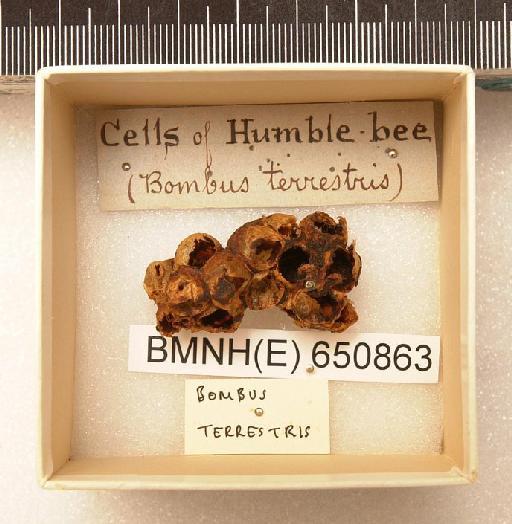 Bombus (Bombus) terrestris (Linnaeus, 1758) - Hymenoptera Nest BMNH(E) 650863