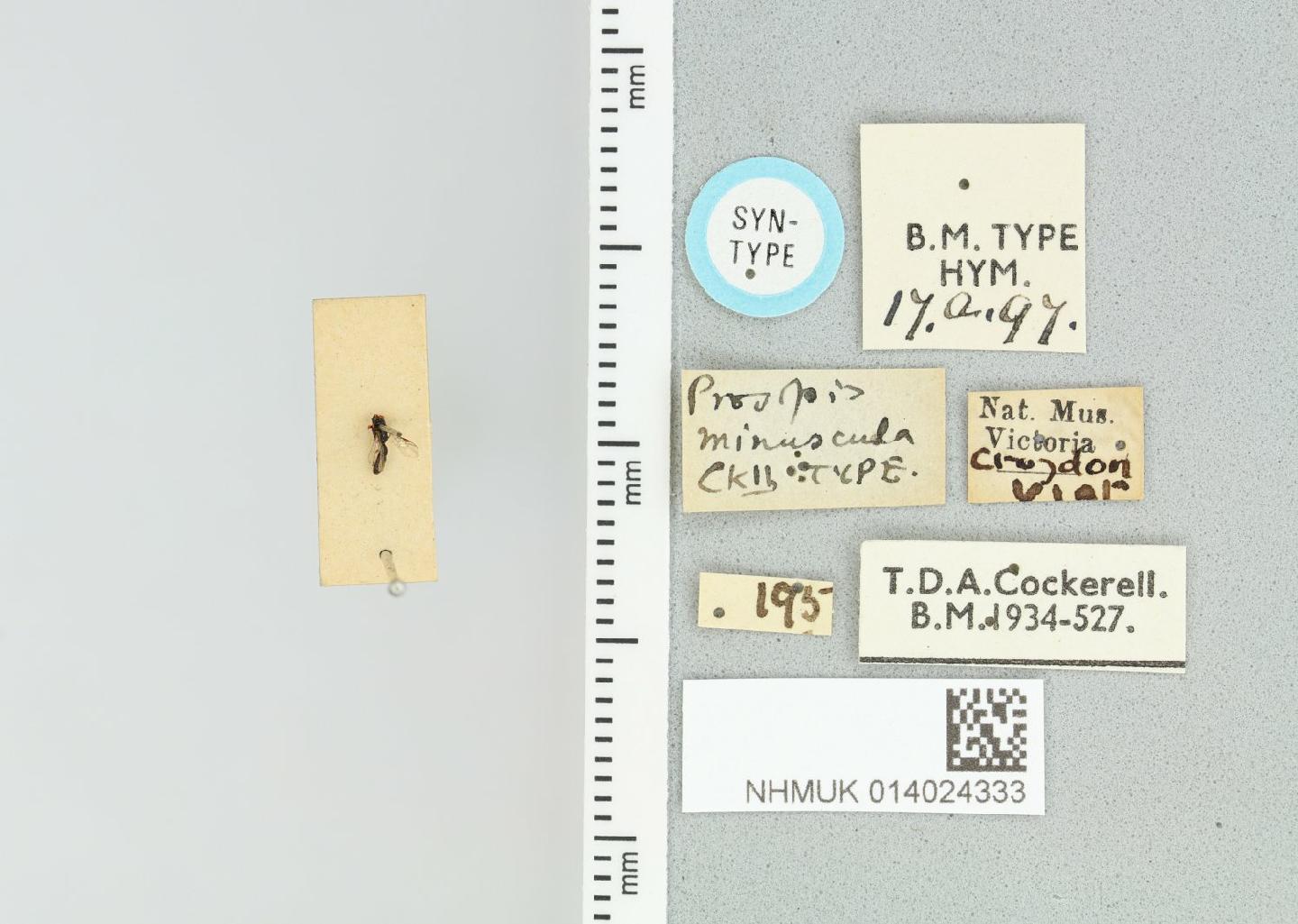 Hylaeus minusculus