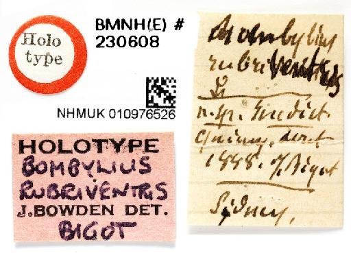 Bombylius rubriventris Bigot, 1892 - NHMUK 010976526 HT Bombylius rubiventrist label