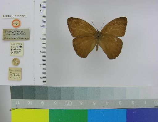 Euptychia saundersii Butler, 1867 - BMNH(E)_1267094_Zischkaia_(Euptychia)_saundersii_Butler_T_male_ (1)