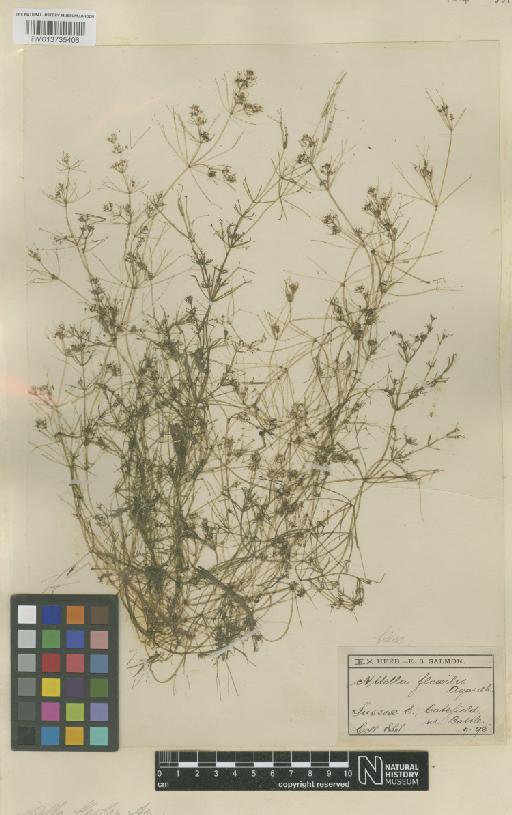 Nitella flexilis (L.) C.Agardh - sheet