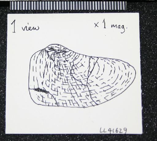 Pholadomya (Pholadomya) virgulosa J. de C. Sowerby, 1844 - LL 41629. Pholadomya virgulosa (drawing)