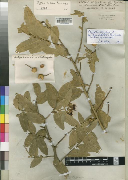 Capparis sepiaria var. boscioides (Pax) Kers - BM000629564