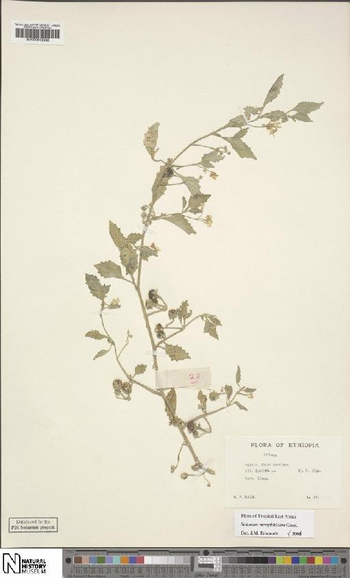 Solanum memphiticum J.F.Gmel. - BM000942982