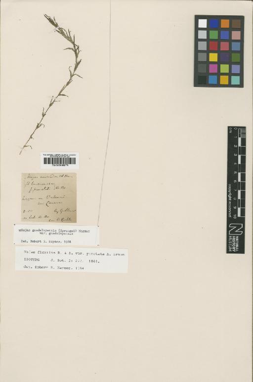 Najas guadalupensis var. guadalupensis (Spreng.) Magnus - BM000938278