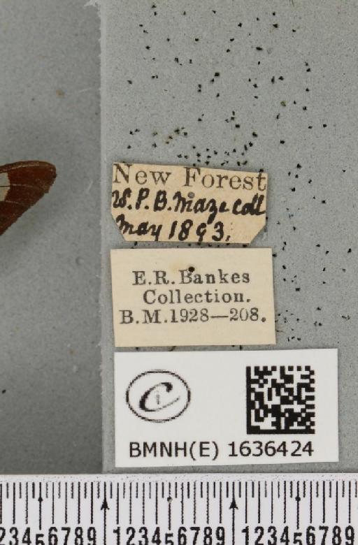 Hemaris fuciformis (Linnaeus, 1758) - BMNHE_1636424_label_205755