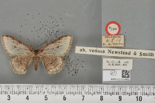 Ectropis crepuscularia ab. venosa Newstead & Smith, 1919 - BMNHE_1914082_482089