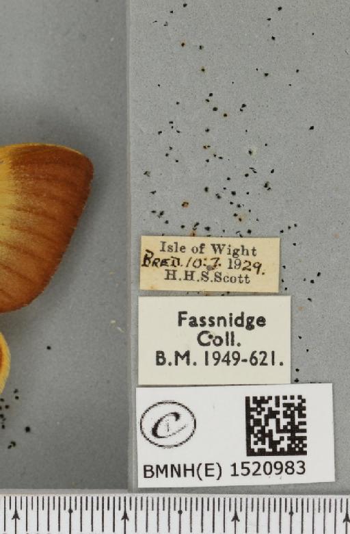 Lasiocampa quercus quercus (Linnaeus, 1758) - BMNHE_1520983_label_194365