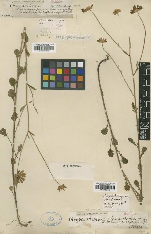 Leucanthemum vulgare Lam. - BM001025906