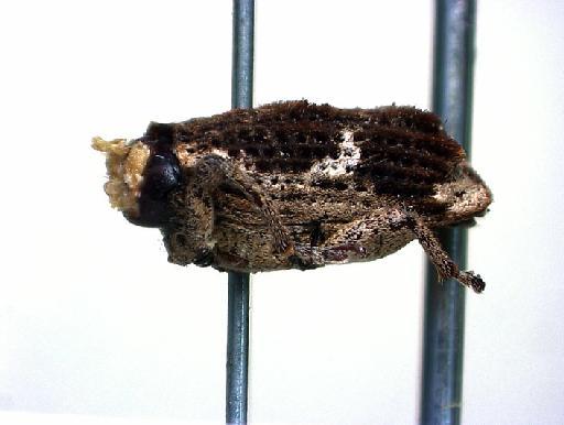 Dexagia superciliaris Pascoe, 1871 - Dexagia superciliaris Pascoe type lateral