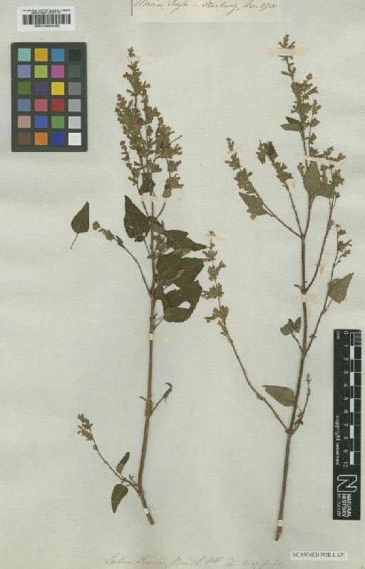 Salvia keerlii Benth. - BM000993163