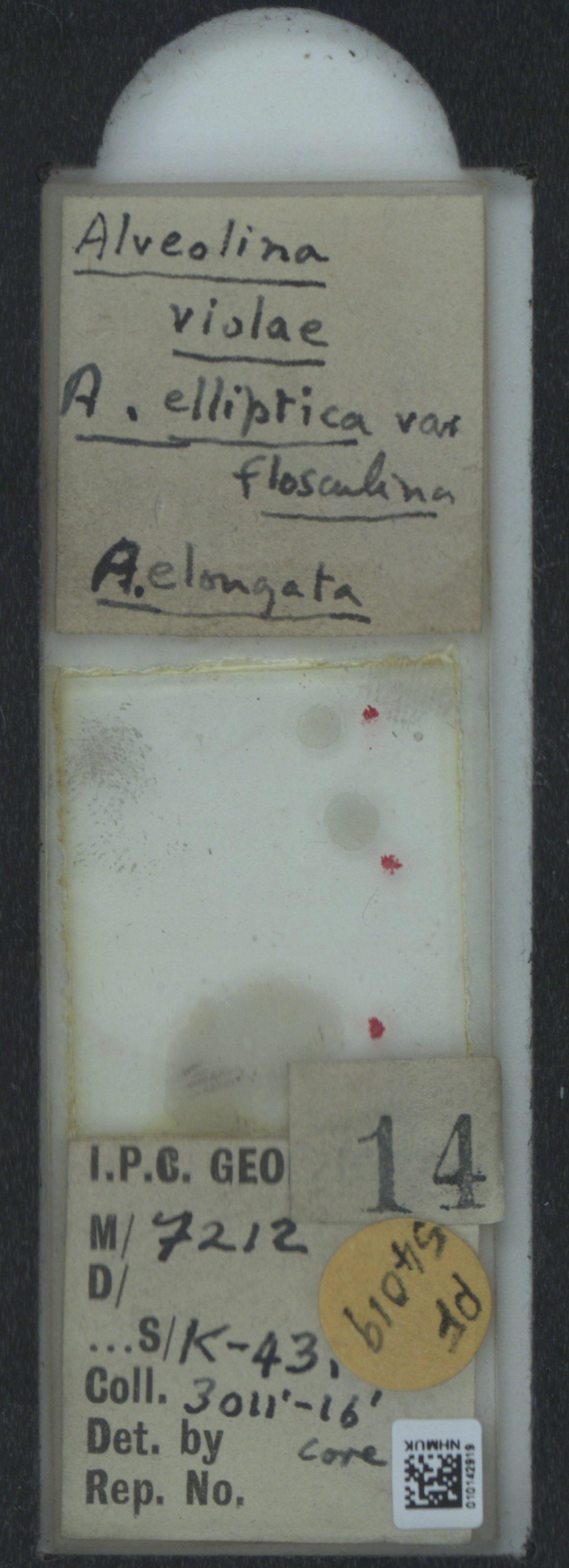 To NHMUK collection (Alveolina violae Cheechia-Rispoli, 1905; NHMUK:ecatalogue:2031515)