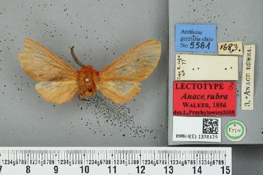 Anace rubra Walker, 1856 - BMNH(E) 1378129 Anace rubra Walker 1856 lectotypus male