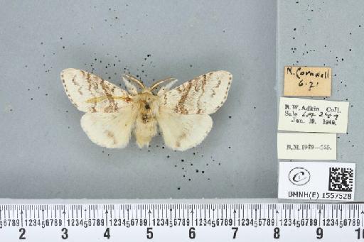 Calliteara pudibunda (Linnaeus, 1758) - BMNHE_1557528_255011