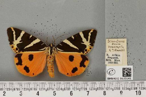 Euplagia quadripunctaria (Poda, 1761) - BMNHE_1635141_209205