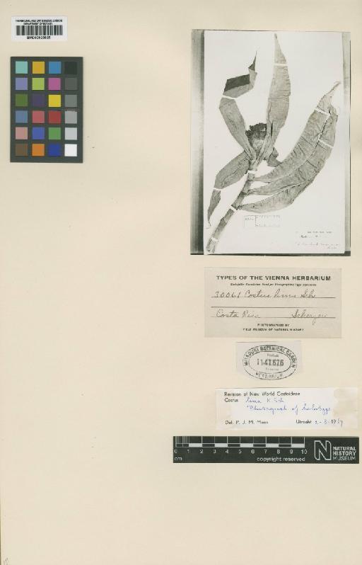 Costus lima K.Schum. - BM000923825