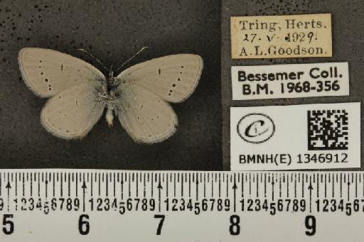 Cupido minimus ab. semiobsoleta Tutt, 1908 - BMNHE_1346912_150660