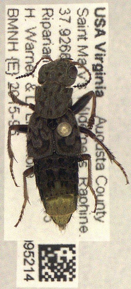 Ontholestes cingulatus (Gravenhorst, 1802) - Ontholestes cingulatus 010095214