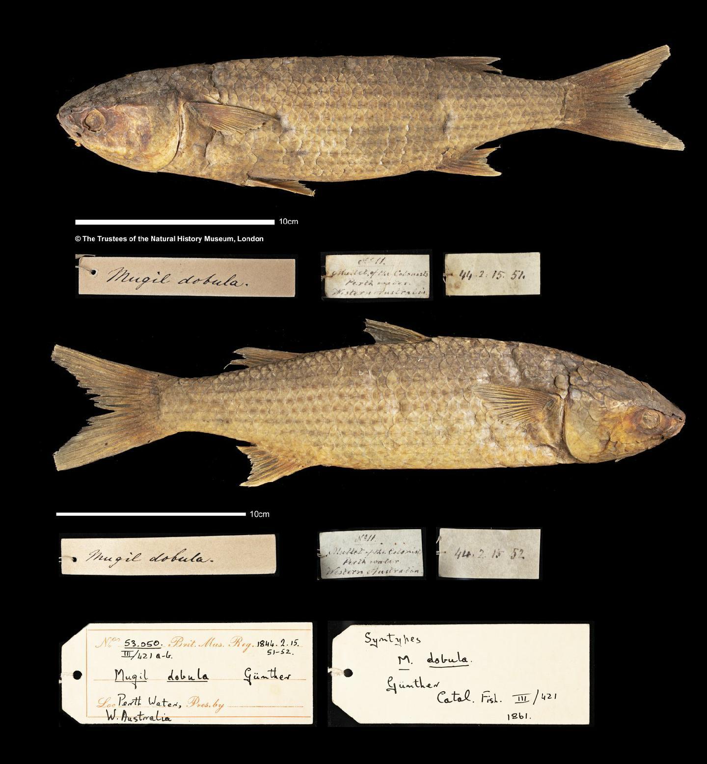 To NHMUK collection (Mugil dobula Günther, 1861; SYNTYPE(S); NHMUK:ecatalogue:2577333)