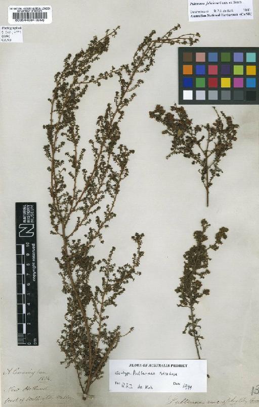 Pultenaea foliolosa A.Cunn. ex Benth. - BM000544684