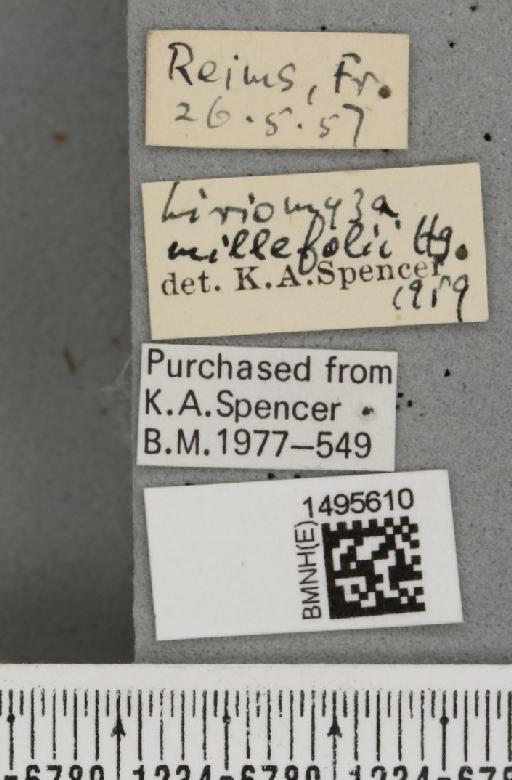 Liriomyza ptarmicae De Meijere, 1925 - BMNHE_1495610_label_50903