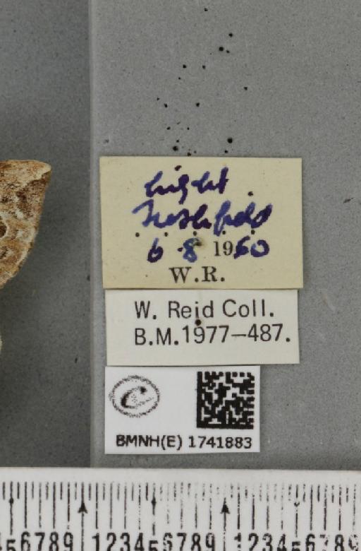Eulithis prunata (Linnaeus, 1758) - BMNHE_1741883_label_320622