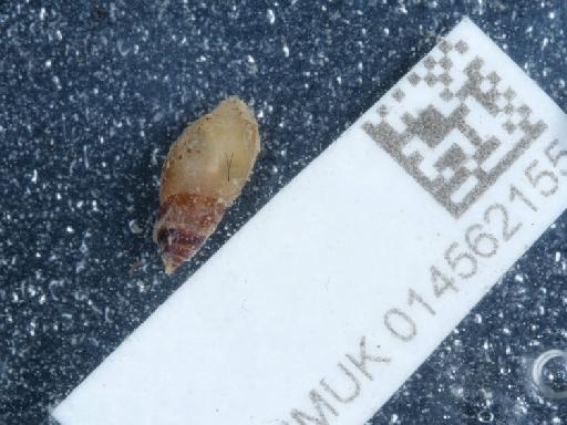 Leucophytia bidentata subterclass Tectipleura (Montagu, 1808) - 014562155_2